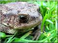 Bufo bufo-06